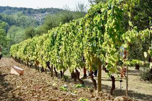 Holiday agriturismo with private swimming pool in Liguria, Italy.27