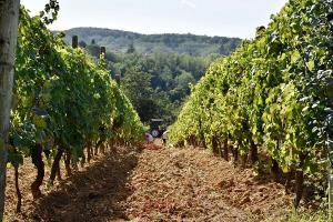 Holiday agriturismo with private swimming pool in Liguria, Italy.28