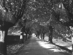 casaveerina 8