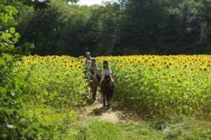 images (Small)